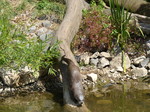 FZ006236 North American river otter (Lontra canadensis) coming down tree trunk.jpg